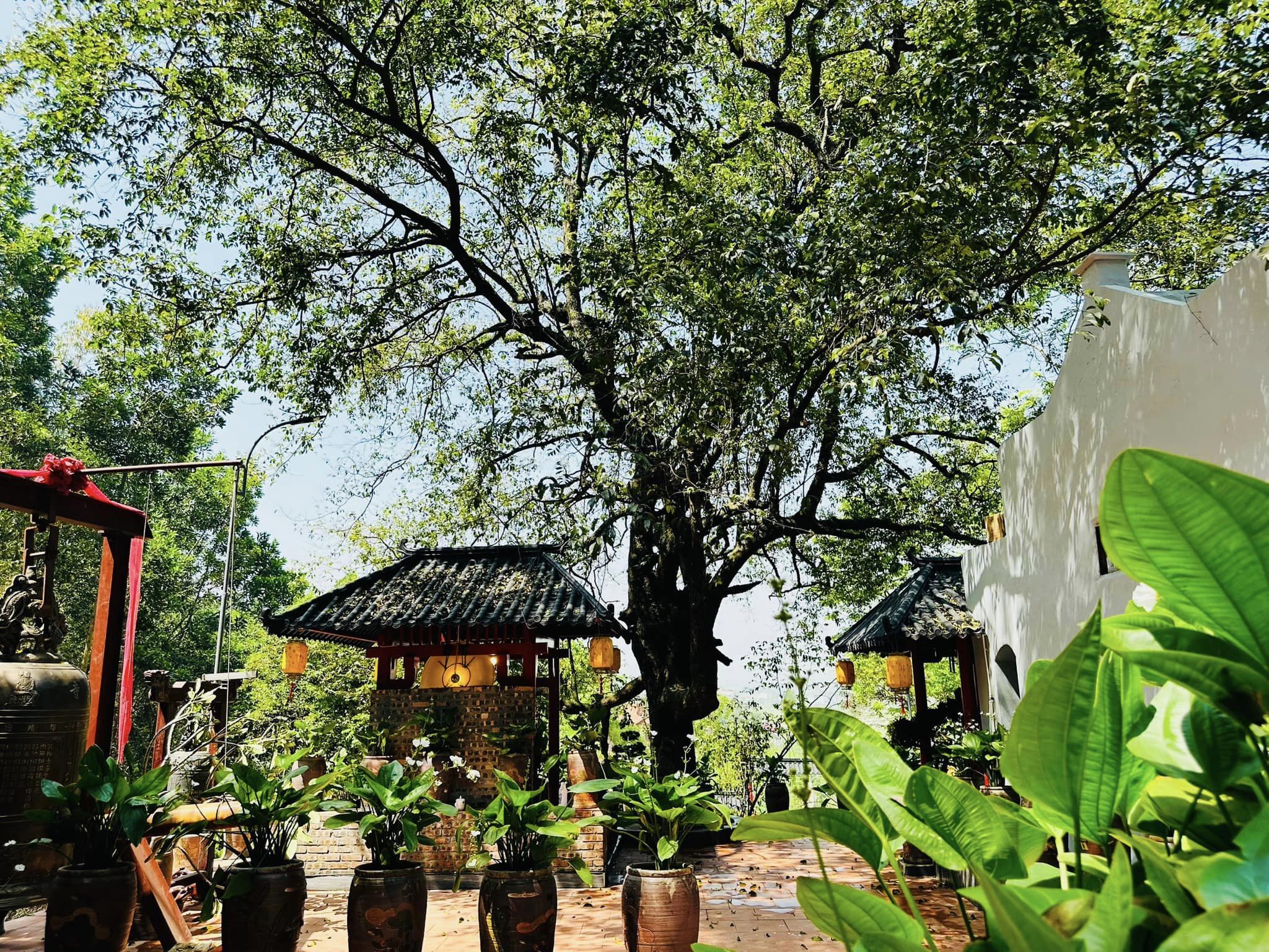 Cây Thị cổ thụ là biểu tượng sống động của Chùa Cây Thị