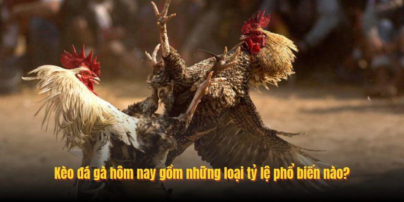 Kèo đá gà hôm nay gồm những loại tỷ lệ phổ biến nào?