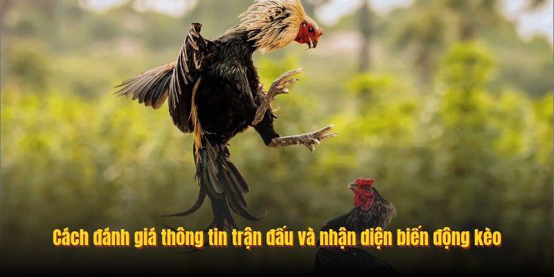 Cách đánh giá thông tin trận đấu và nhận diện biến động kèo