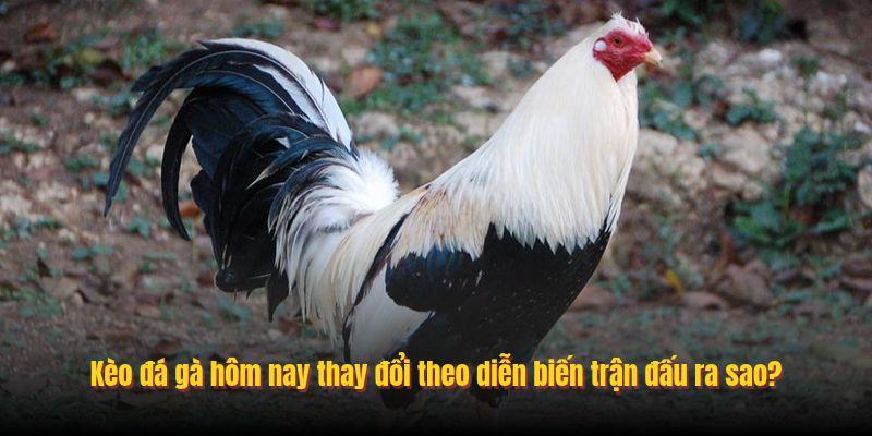 Kèo đá gà hôm nay thay đổi theo diễn biến trận đấu ra sao?